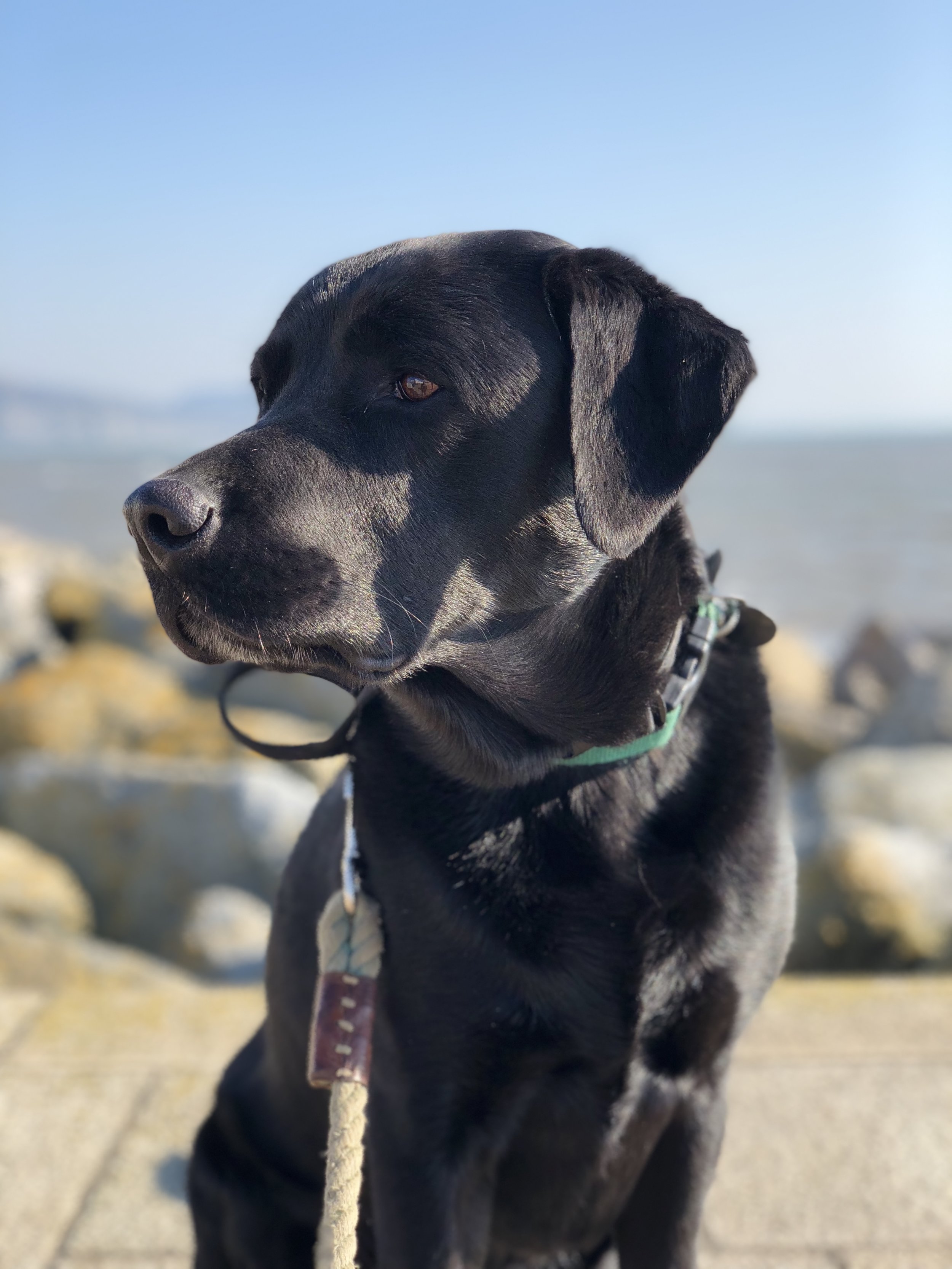 Archie living his best plastic-free life