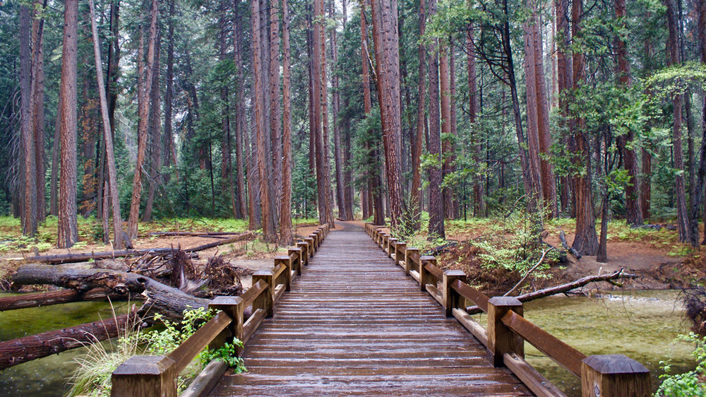 Footbridge in the woods