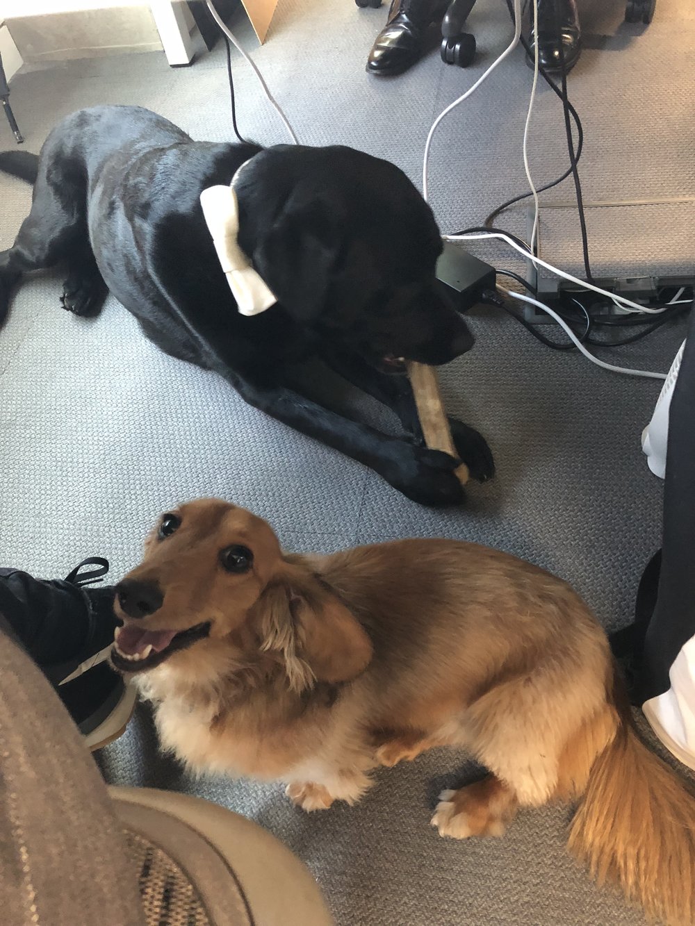  Even our dogs, Milo and Archie got invovled in GAAD 
