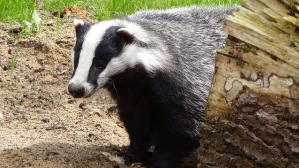 badger-44202_640